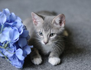 Kitten with flowers