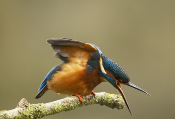 Male Kingfisher - Alcedo atthis