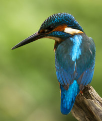 Male Kingfisher - Alcedo atthis