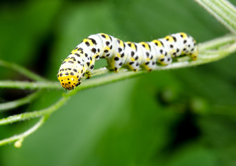 caterpillar focus on head, water betony