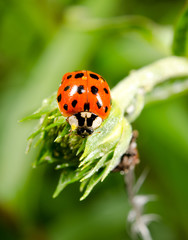 asian ladybird confrontation