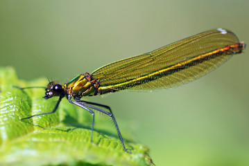 Banded Demoiselle Female