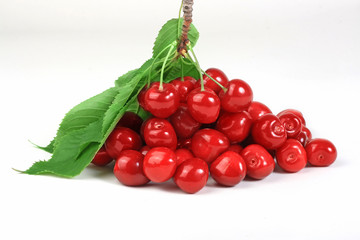 Branch with cherries