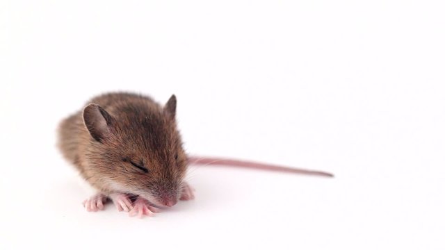 cute little mouse sleeping on a white background