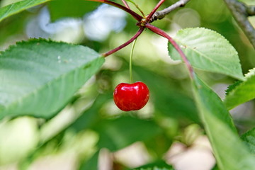 Cersises sur la branche