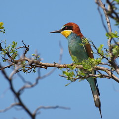 European bee-eater on branch, Merops apiaster