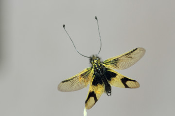 Insecto amarillo