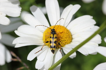 Obraz premium Gefleckter Schmalbock auf Margerite