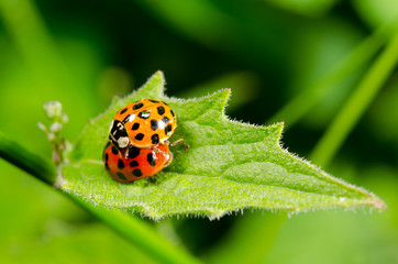 ladybird reproduction (harmonia axyridis)