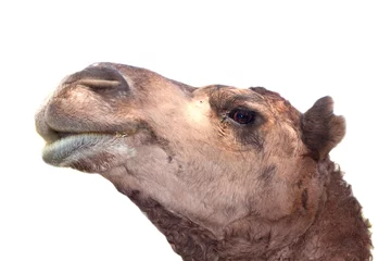 Afwasbaar Fotobehang Kameel harige bruine kameelkop