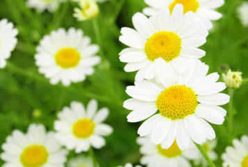 Obraz premium Summer wildflowers