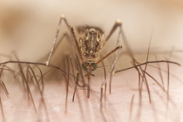 Mosquito sucking blood, extreme close-up with high magnification