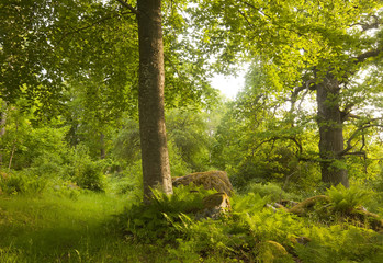 Forest in Åholmen, Västmanland, Sweden