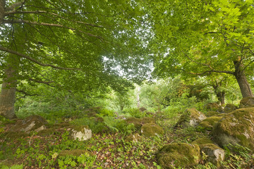 Forest in Åholmen, Västmanland, Sweden