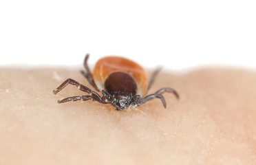 Tick on human skin, copyspace at the top and bottom