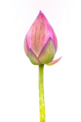 Lotus  on white background