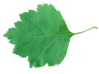 A Leaf of a Sorbus latifolia - 42496198