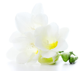 Beautiful freesia isolated on white