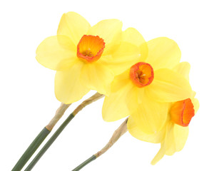Obraz na płótnie Canvas beautiful yellow daffodils isolated on white