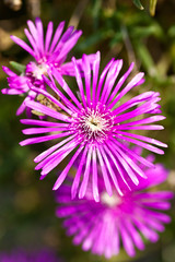 Pink gerbera flowers