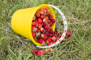 Ripe red strawberries in a yellow bucket