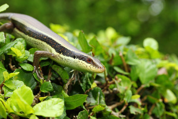 The skink acting and looking at the camera on the tree.