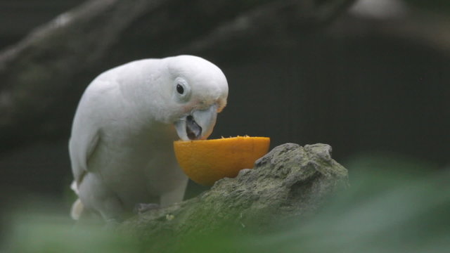 parrots and fruit