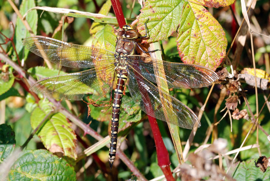 Brown Hawker Dragonfly Female