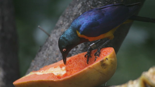 tropical birds and fruit