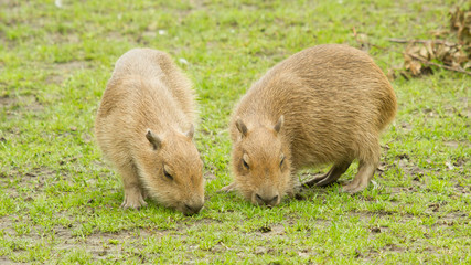 Capybara (Hydrochoerus hydrochaeris)