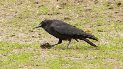 Crow eating a piece of meat
