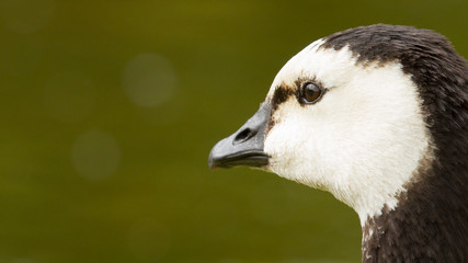 Close-up of a Barnacle Goose