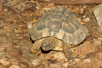 Hermann's Tortoise, turtle on wood