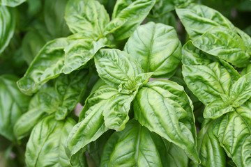 basil