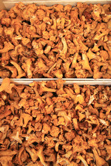 Funghi finferli