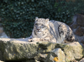 panthère des neiges couchée