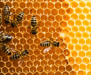 Fotobehang Top view of the working bees on honeycells. © Dmytro Smaglov