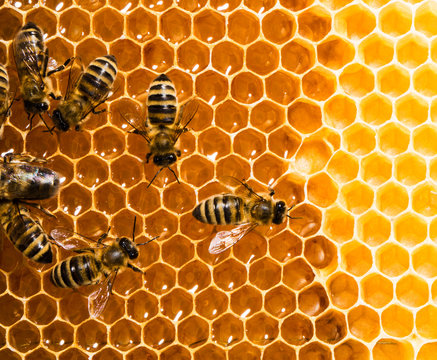 Top view of the working bees on honeycells.