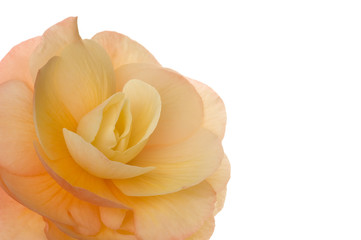 Blüte (Begonie)
