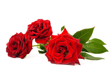red roses isolated on white background