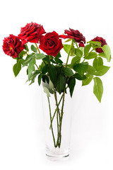 Fototapeta na wymiar red roses isolated on white background