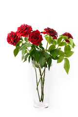 red roses isolated on white background