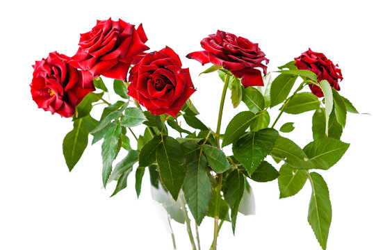 red roses isolated on white background