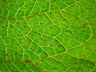 Blattadern - leaf veins