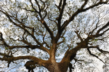 albero a Luang Prabang, Laos
