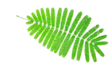 Green leaves isolated on white background