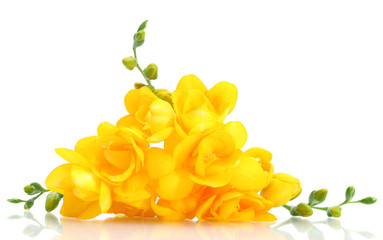 Beautiful yellow freesias isolated on white