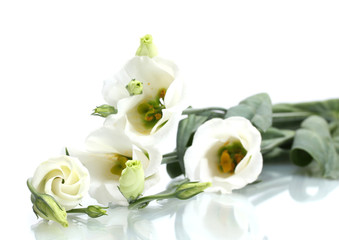 Obraz na płótnie Canvas beautiful spring flowers isolated on white