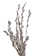 pussy-willow twigs isolated on white