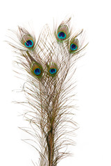 Obraz premium Peacock Feathers on white background